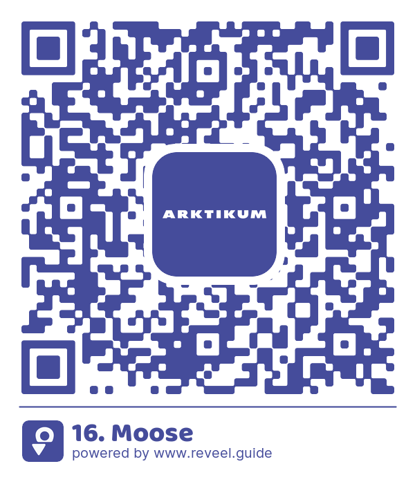 Image of the QR linking to the 16. Moose