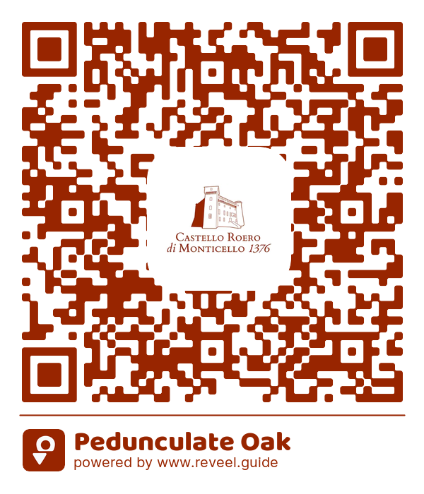 Image of the QR linking to the Pedunculate Oak