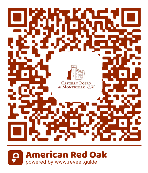 Image of the QR linking to the American Red Oak