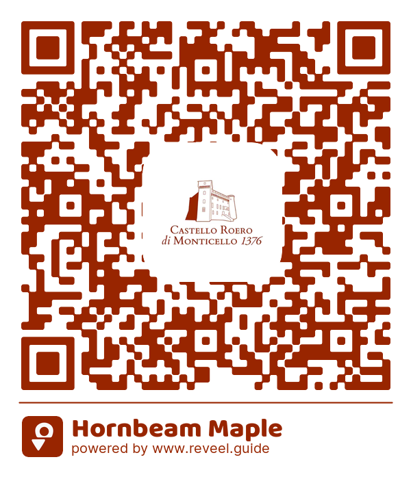 Image of the QR linking to the Hornbeam Maple