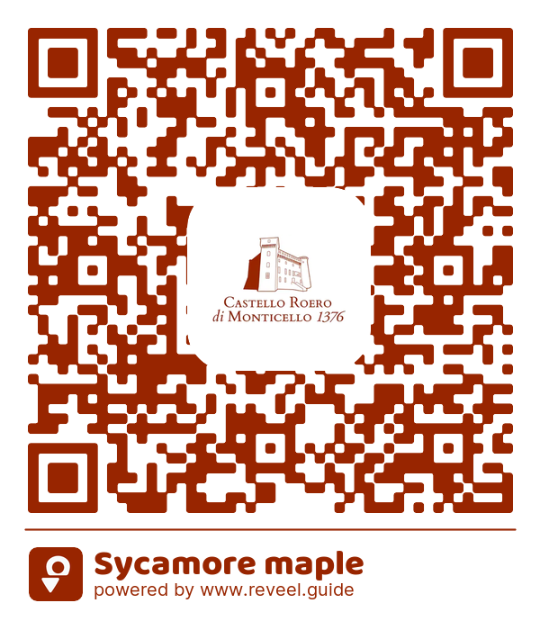 Image of the QR linking to the Sycamore maple