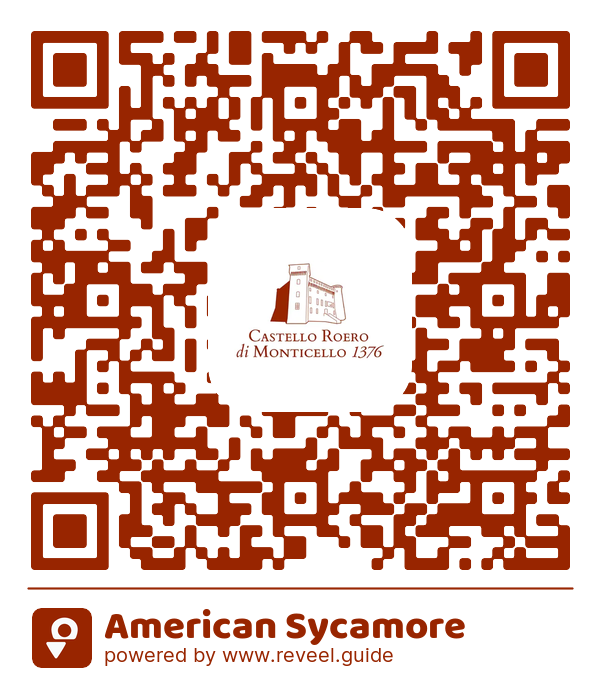 Image of the QR linking to the American Sycamore