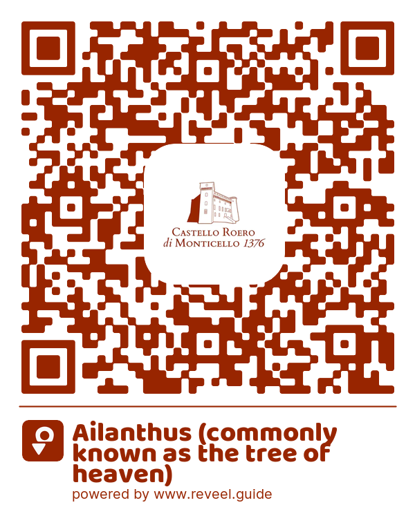 Image of the QR linking to the Ailanthus (commonly known as the tree of heaven)