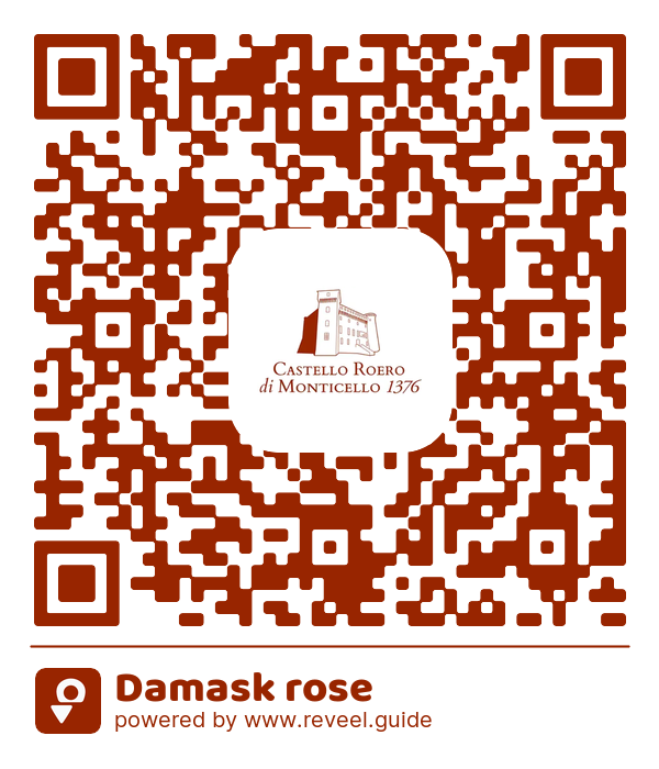 Image of the QR linking to the Damask rose