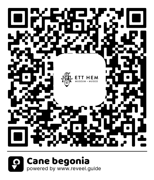 Image of the QR linking to the Cane begonia