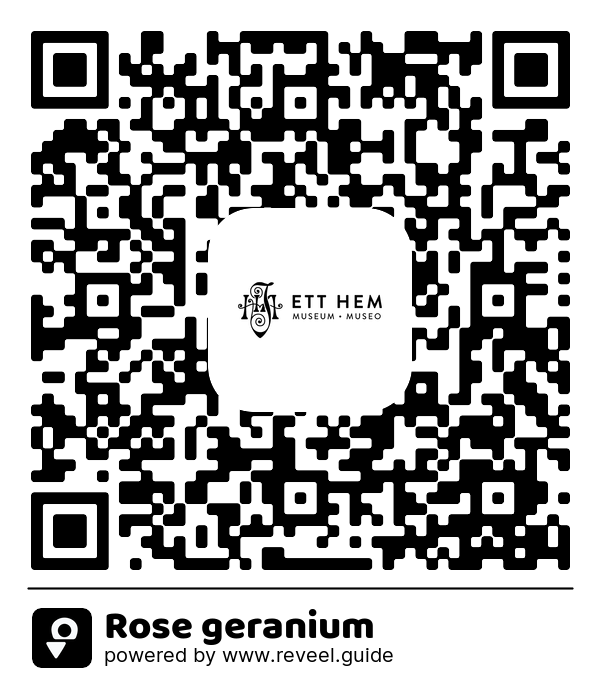 Image of the QR linking to the Rose geranium