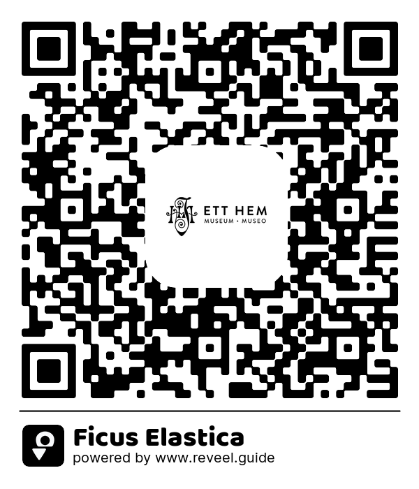 Image of the QR linking to the Ficus Elastica
