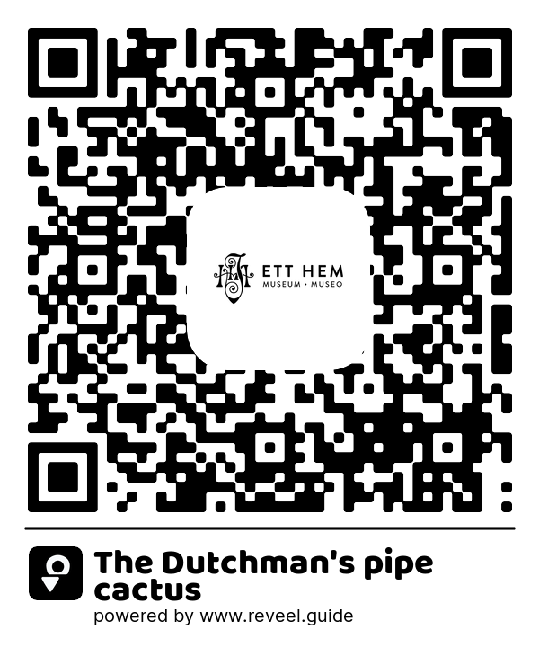 Image of the QR linking to the The Dutchman's pipe cactus