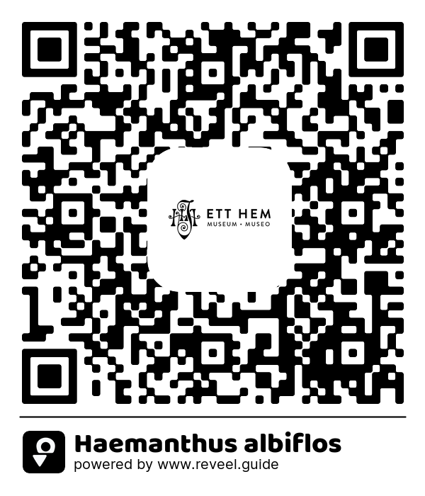 Image of the QR linking to the Haemanthus albiflos