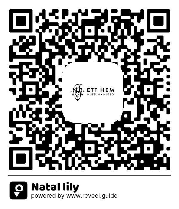 Image of the QR linking to the Natal lily