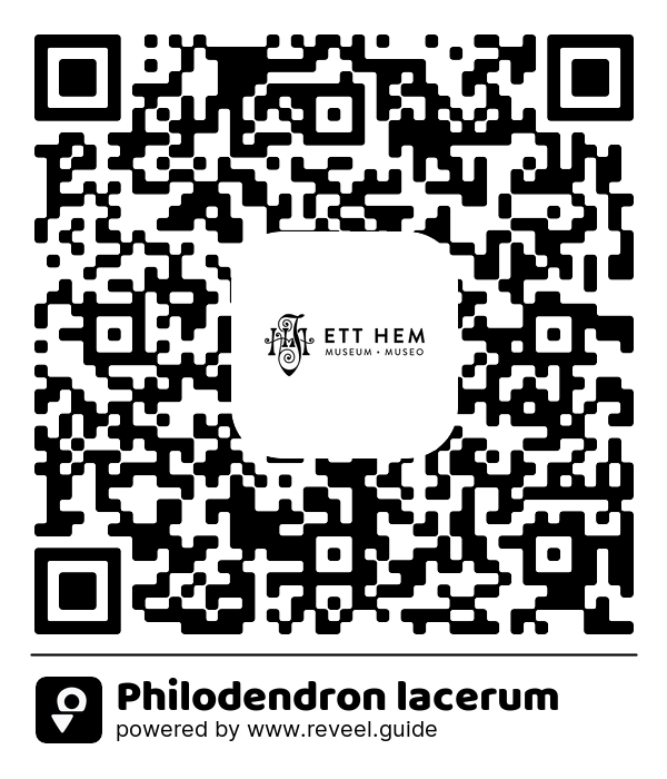 Image of the QR linking to the Philodendron lacerum