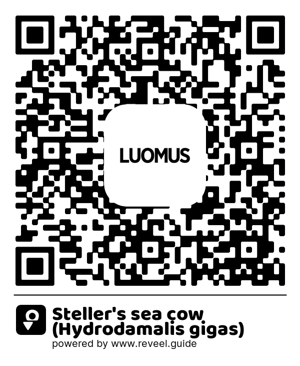 Image of the QR linking to the Stellers sjöko (Hydrodamalis gigas)