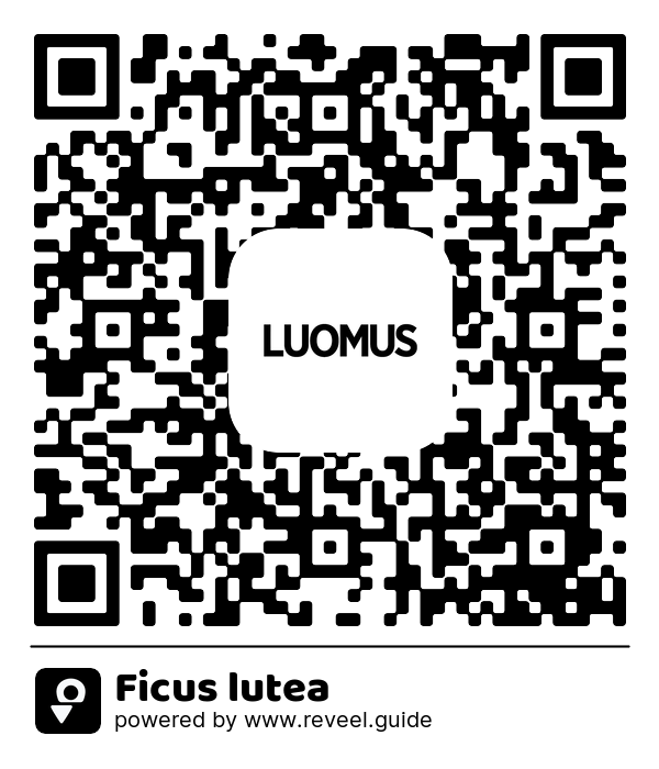 Image of the QR linking to the Ficus lutea
