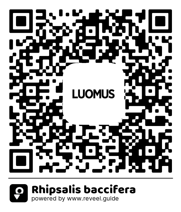 Image of the QR linking to the Rhipsalis baccifera