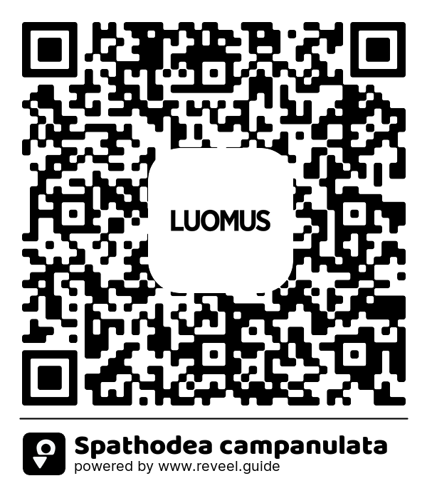 Image of the QR linking to the Spathodea campanulata