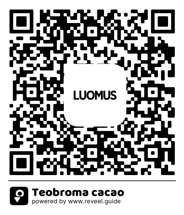 Image of the QR linking to the Teobroma cacao