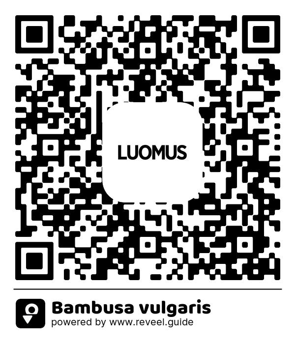 Image of the QR linking to the Bambusa vulgaris