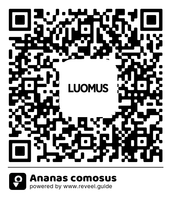 Image of the QR linking to the Ananas comosus