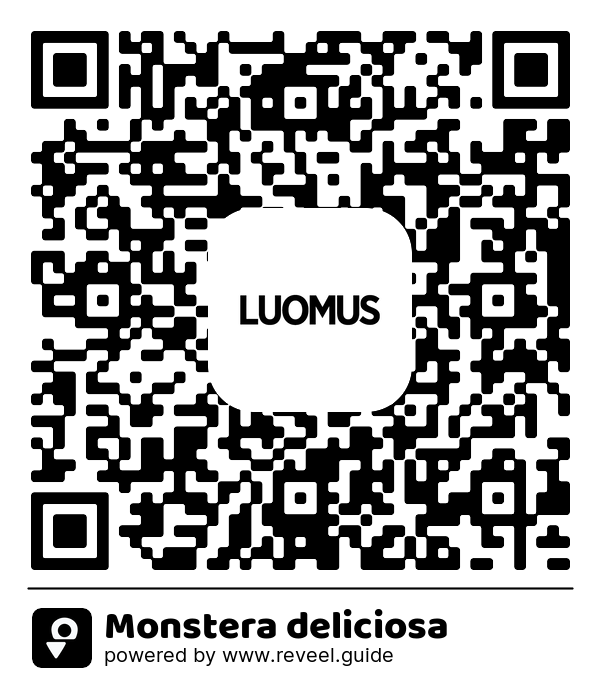 Image of the QR linking to the Monstera deliciosa