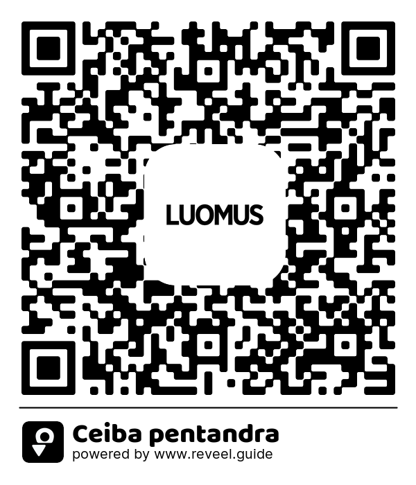 Image of the QR linking to the Ceiba pentandra