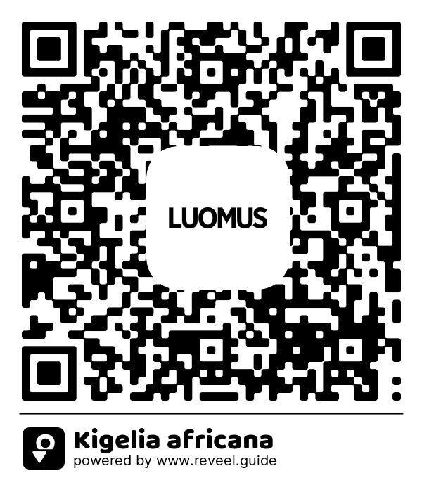 Image of the QR linking to the Kigelia africana