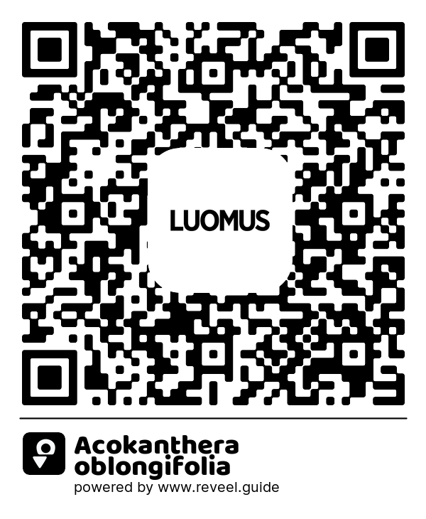 Image of the QR linking to the Acokanthera oblongifolia