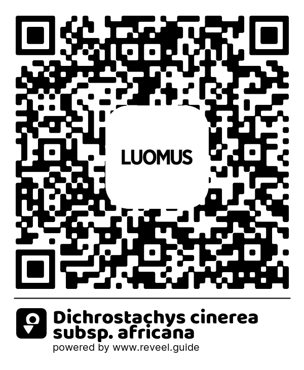 Image of the QR linking to the Dichrostachys cinerea subsp. africana