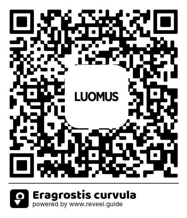 Image of the QR linking to the Eragrostis curvula