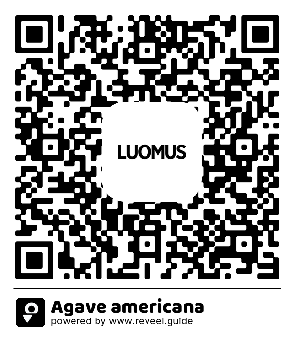 Image of the QR linking to the Agave americana