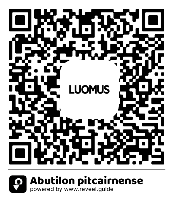 Image of the QR linking to the Abutilon pitcairnense