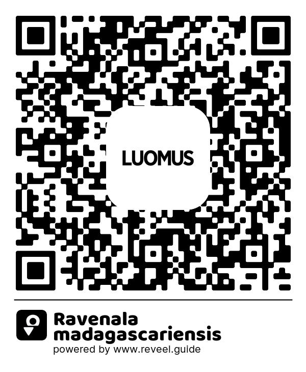 Image of the QR linking to the Ravenala madagascariensis