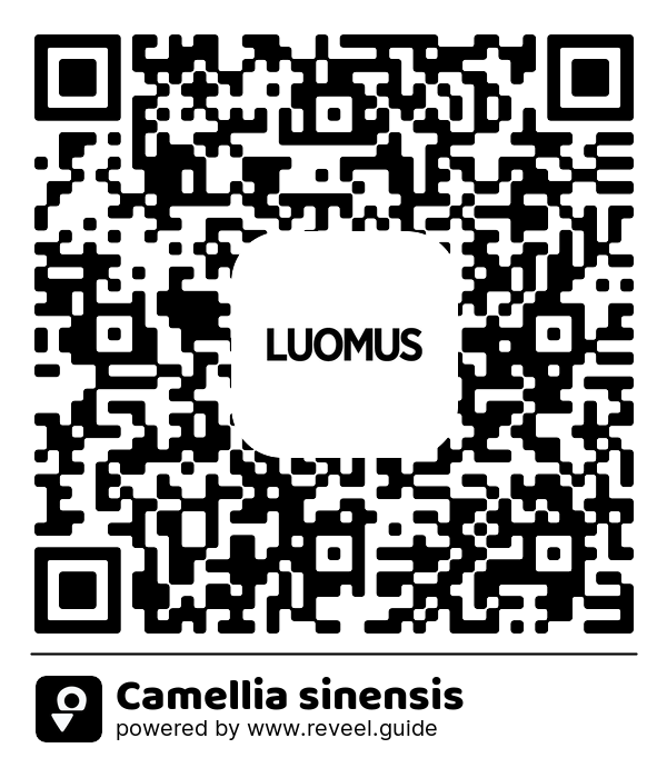 Image of the QR linking to the Camellia sinensis