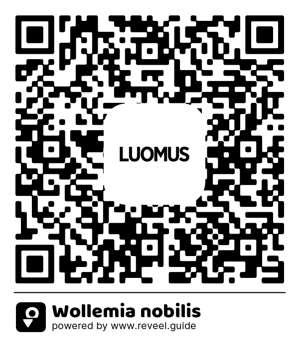 Image of the QR linking to the Wollemia nobilis
