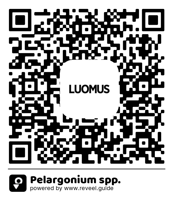 Image of the QR linking to the Pelargonium spp.