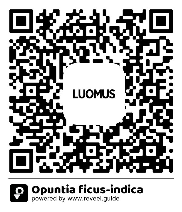 Image of the QR linking to the Opuntia ficus-indica