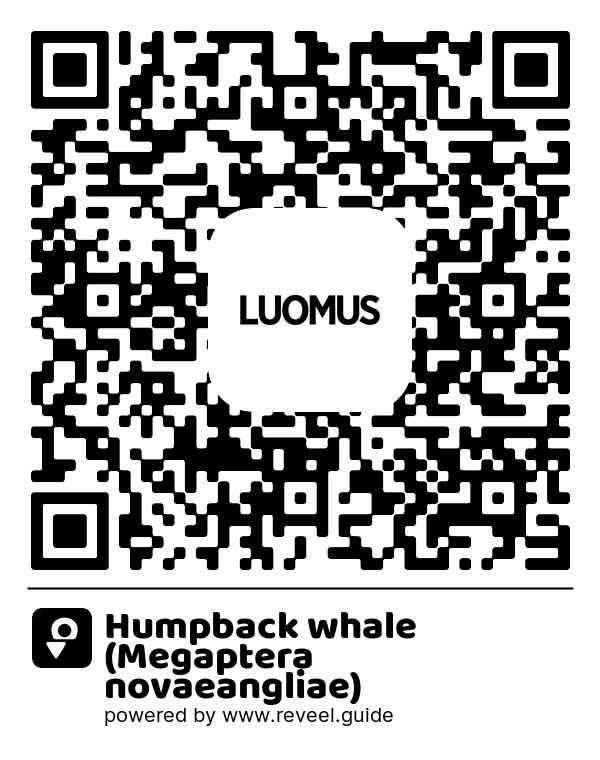 Image of the QR linking to the Knölval (Megaptera novaeangliae)