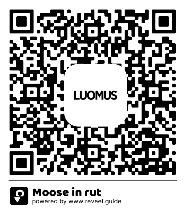 Image of the QR linking to the Moose in rut