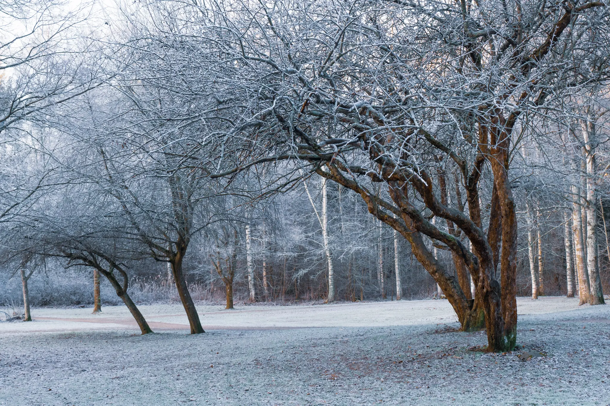 Header image