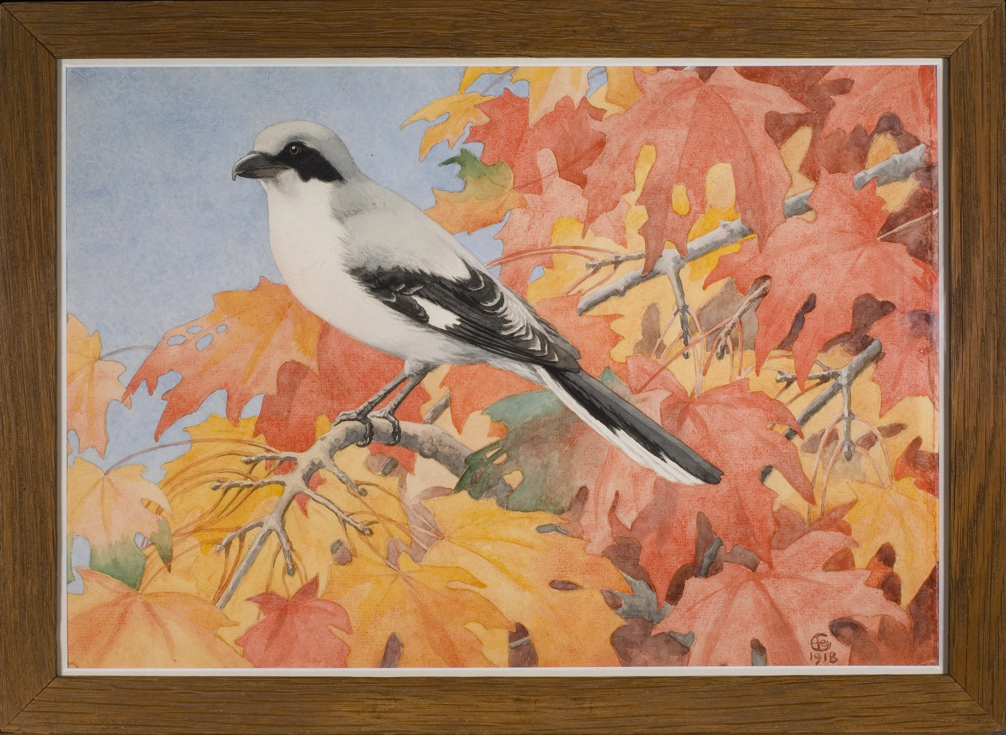 Alex Federley, Great grey shrike, 1918