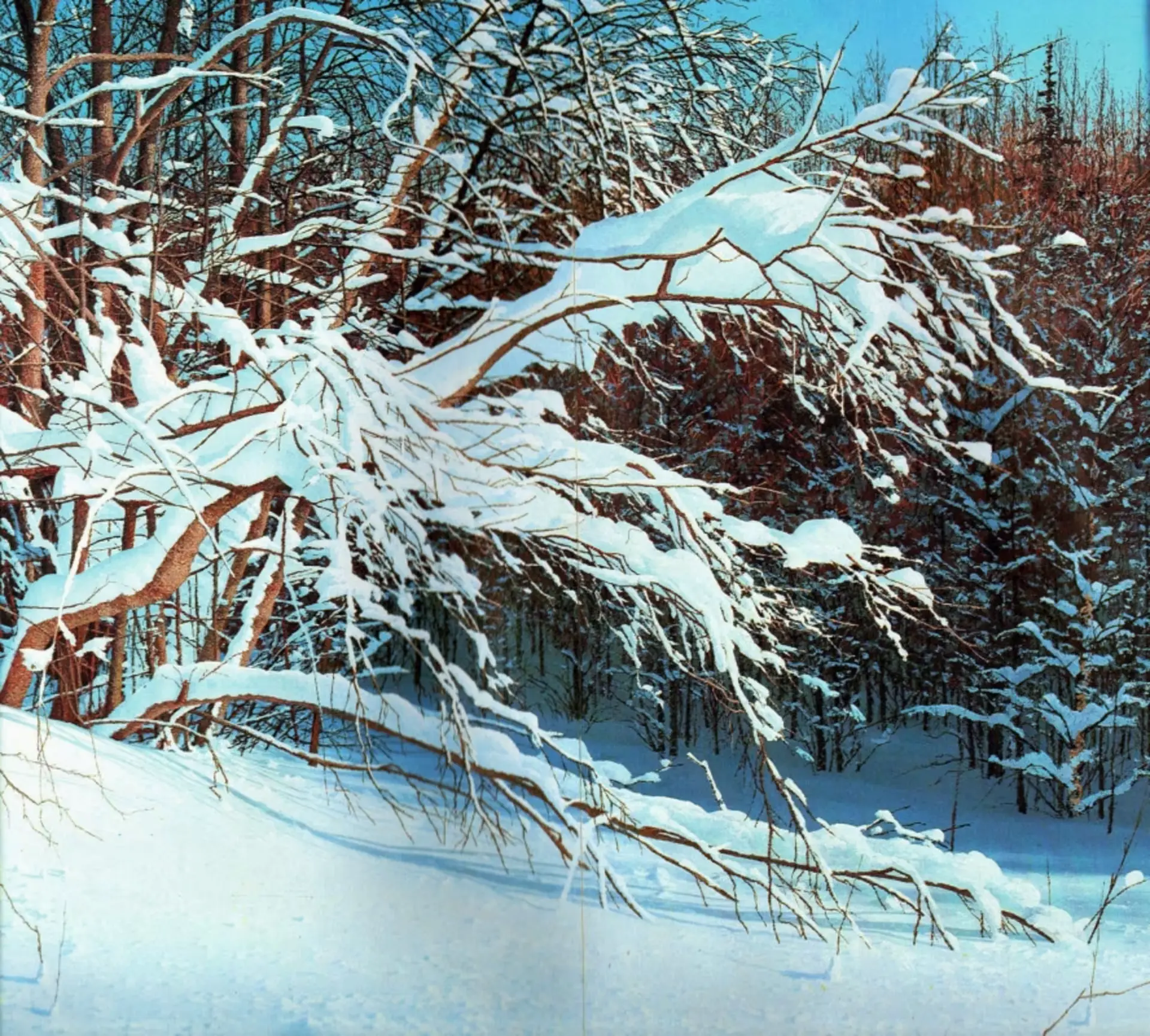Header image