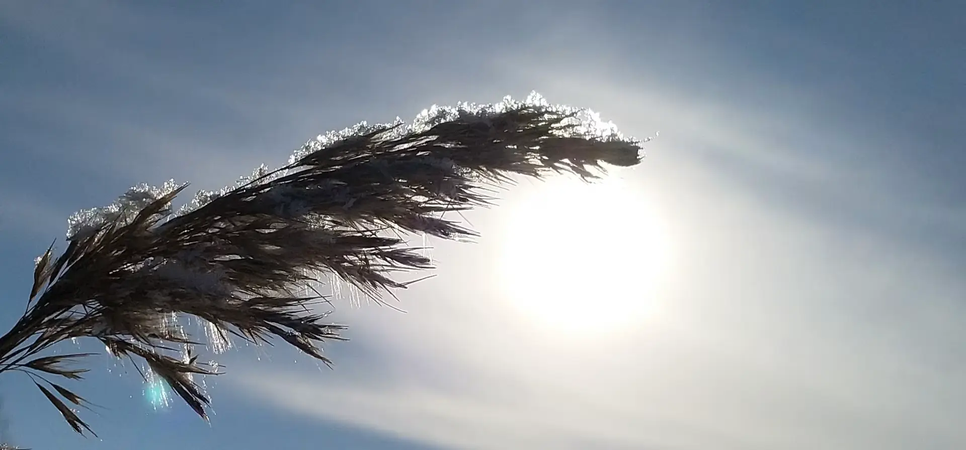 Banner image